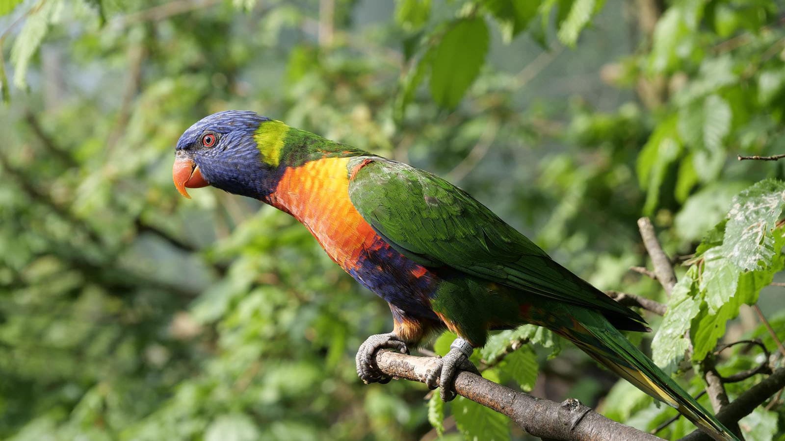 Things To Do In Phoenix - Wildlife World Zoo - Lory Parrot